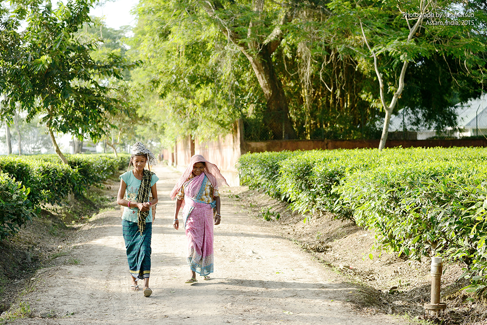 インド・アッサムの紅茶農園