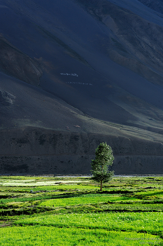 スピティのハラ・マタ畑