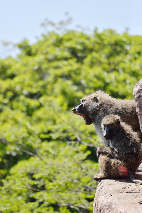 安佐動物園のヒヒ山