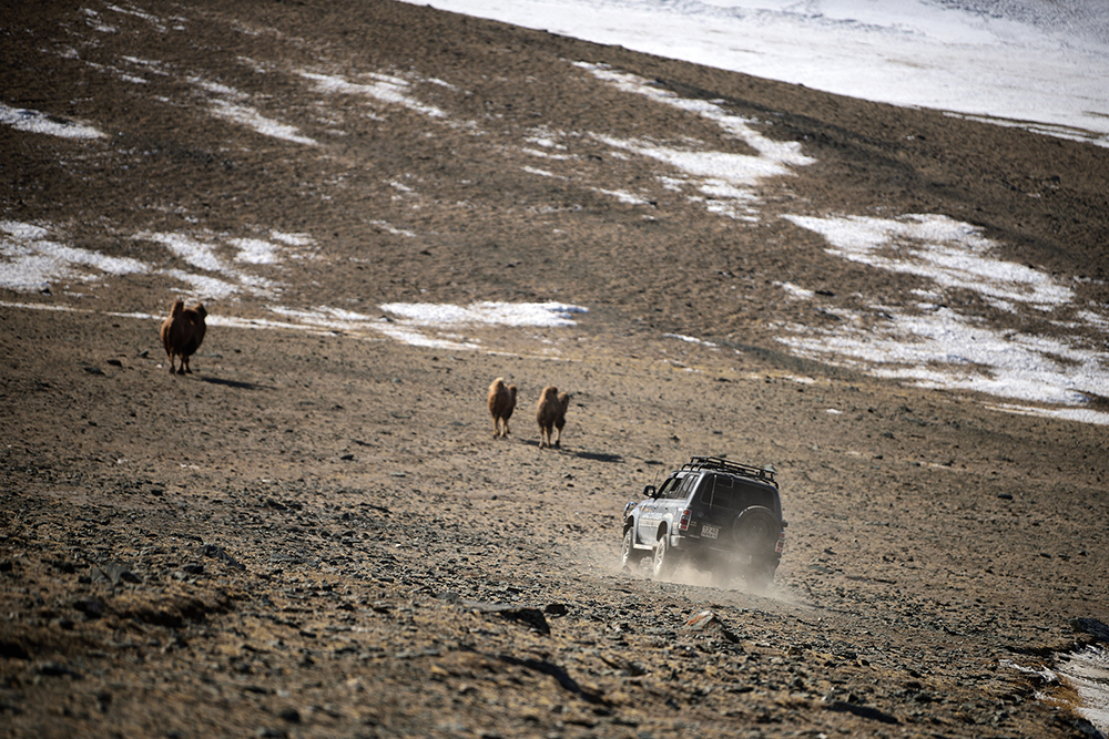 はぐれた家畜を追い込む